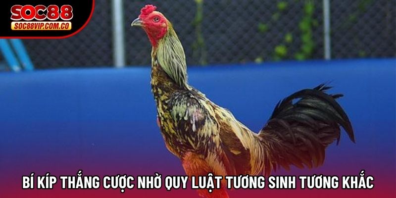 Bí kíp thắng cược nhờ quy luật tương sinh tương khắc