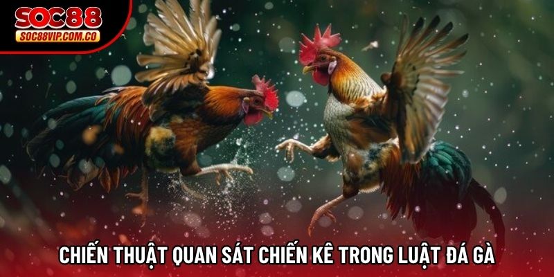 Chiến thuật quan sát chiến kê trong luật đá gà