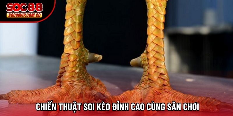  Chiến thuật soi kèo đỉnh cao cùng sân chơi