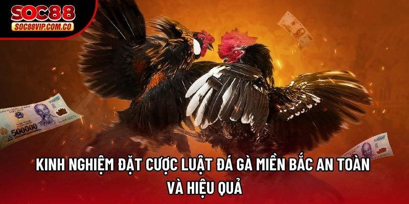 Kinh nghiệm đặt cược luật đá gà miền bắc an toàn và hiệu quả