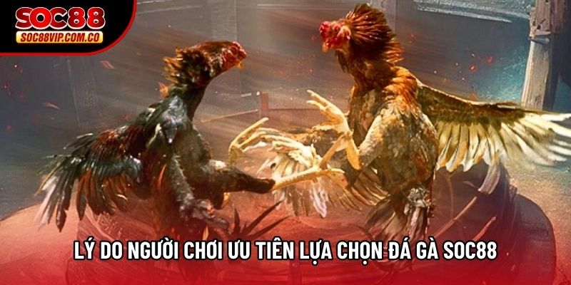 Lý do người chơi ưu tiên lựa chọn đá gà Soc88
