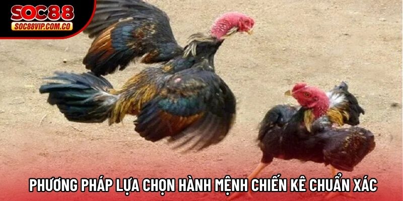  Phương pháp lựa chọn hành mệnh chiến kê chuẩn xác