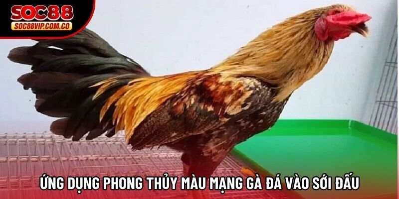 Ứng dụng phong thủy màu mạng gà đá vào sới đấu