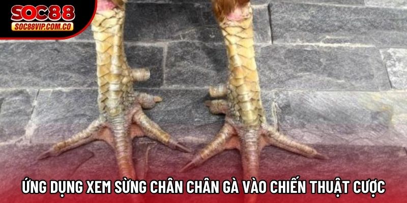 Ứng dụng xem sừng chân chân gà vào chiến thuật cược