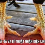 Cách Xem Vảy Gà Và Bí Thuật Nhận Diện Linh Kê Bất Bại