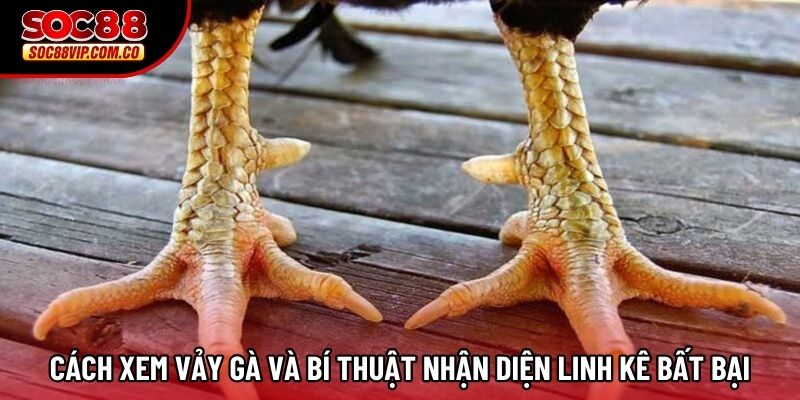 Cách Xem Vảy Gà Và Bí Thuật Nhận Diện Linh Kê Bất Bại