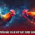 Luật Đá Gà Miền Bắc Và Bí Kíp Đặt Cược Giúp Thắng Lớn