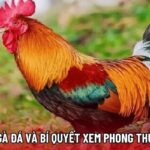 Màu Mạng Gà Đá Và Bí Quyết Xem Phong Thủy Chiến Kê