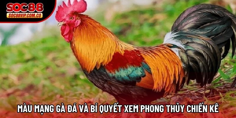 Màu Mạng Gà Đá Và Bí Quyết Xem Phong Thủy Chiến Kê